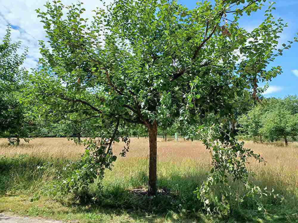 Gütersloh, Vandalen schädigen Obstbäume im Gütersloher Stadtpark