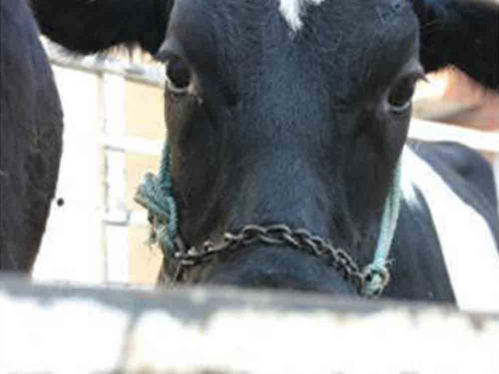 Tierschutzbund fordert Tiertransportverbot in Drittstaaten