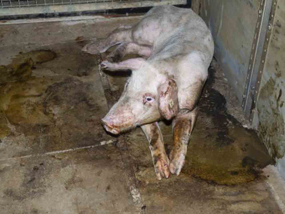 Schweinemäster vor Gericht, versteckte Aufnahmen belegen laut Deutschem Tierschutzbüro Tierquälerei, Demo am 1. August 2022 angekündigt