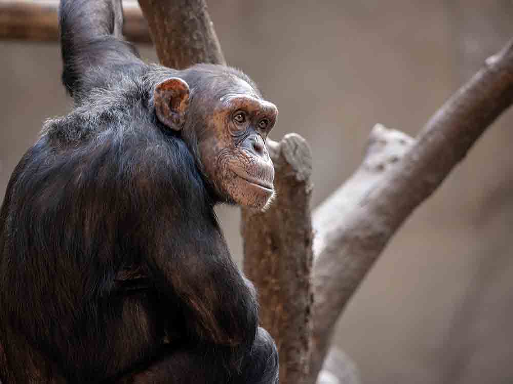Peta, neues Gutachten schürt Zweifel an Gesundheitszustand der Schimpansen im Krefelder Zoo