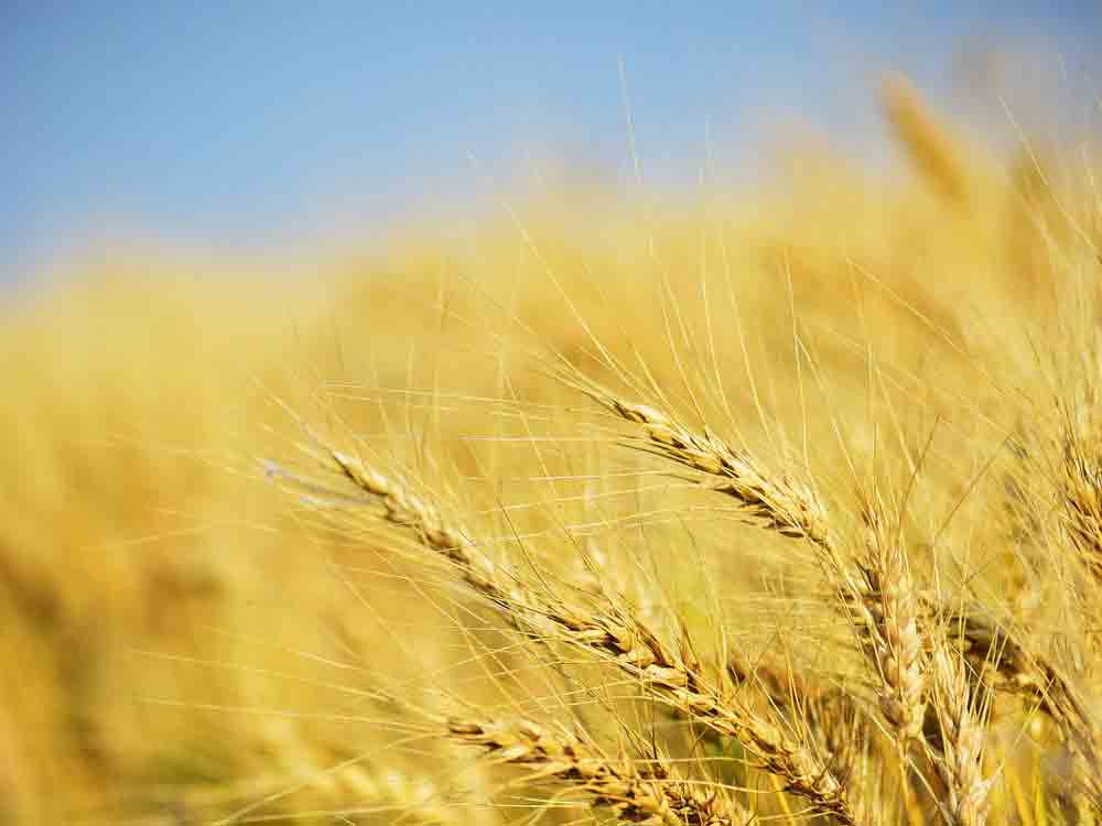 2. DBV Erntemeldung, Trockenheit bremst Rückkehr zu gewohnten Weizenerträgen