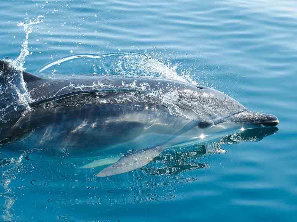 GRD und Künstlerin Claudia Solbach organisieren Mal und Meeresschutz Workshop für junge Delfinschützer