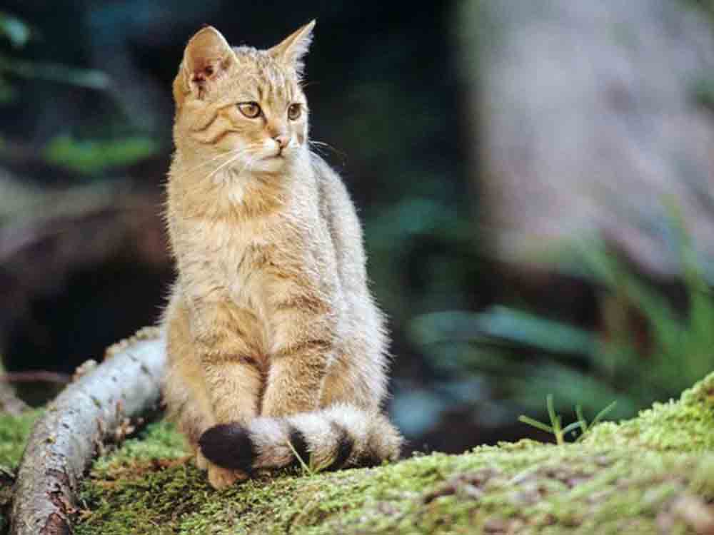 Weltkatzentag, alle Hauskatzenbesitzer können einen Beitrag zum Wildkatzenschutz leisten