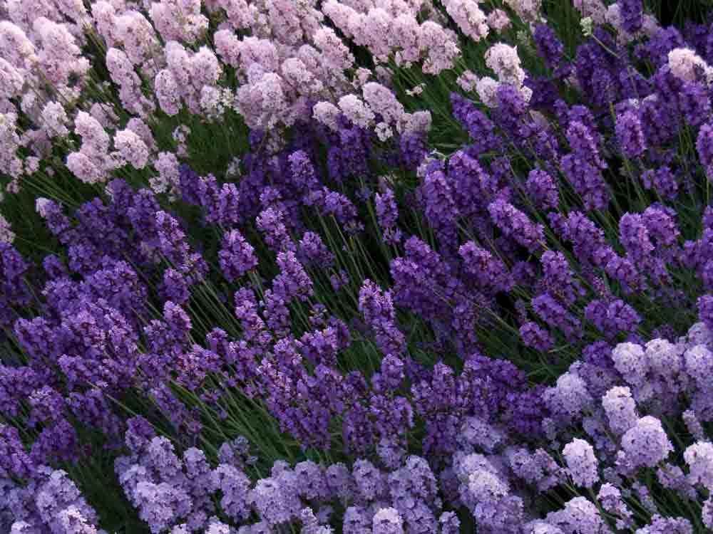 Englischer Lavendel, Vielfalt kann im Herbst gepflanzt werden