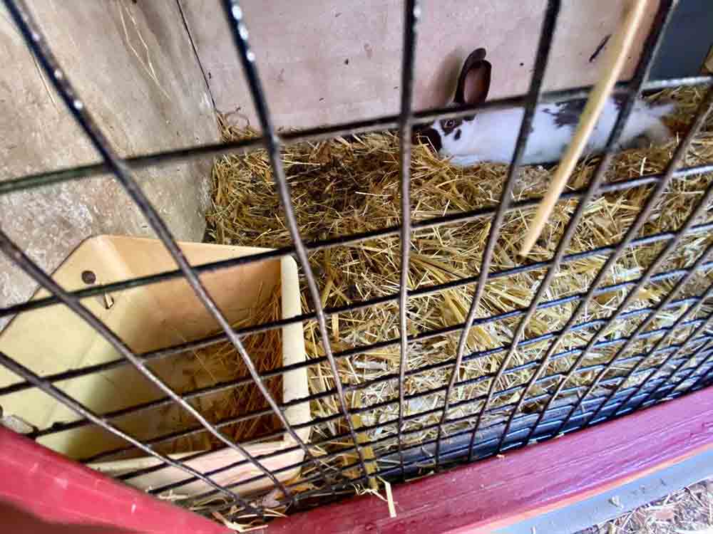 Tierschutzverein fordert Abschaffung der Kaninchenhaltung im Gartenschaupark, Verein Achtung für Tiere schlägt Alarm
