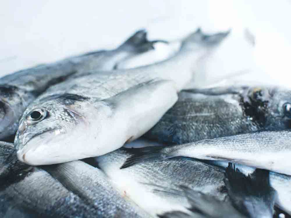 Massives Fisch Sterben in der Oder, politische Aufarbeitung der Umweltkatastrophe erforderlich