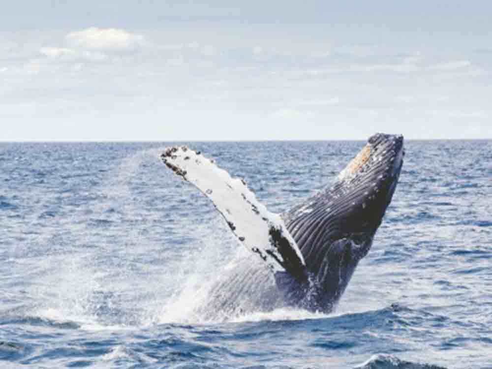 Atemberaubendes Naturschauspiel, Ankunft der Buckelwale an der ecuadorianischen Küste