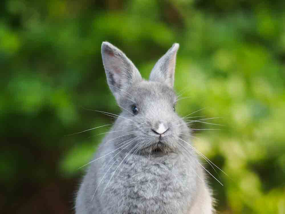 Rietberg, Züchter nehmen Kaninchen vorerst aus den Park Gehegen