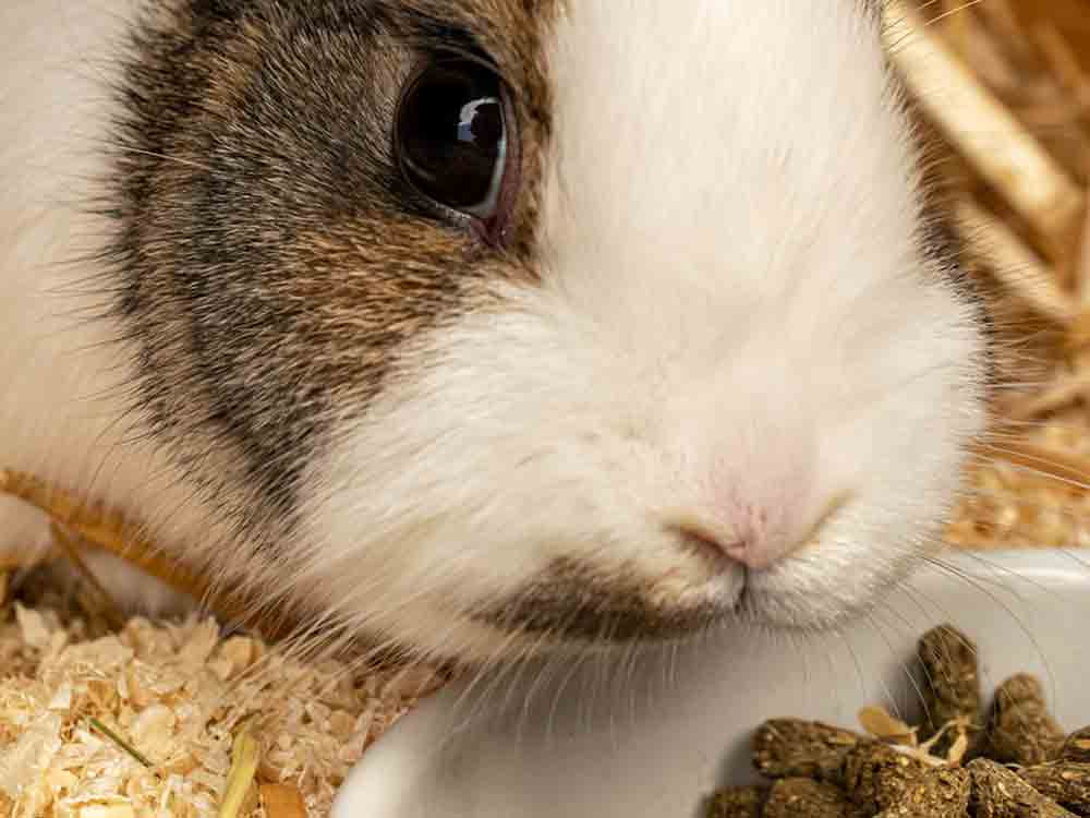 Vertrauen verspielt, Achtung für Tiere bekräftigt Forderung nach endgültiger Abschaffung der Kaninchenausstellung