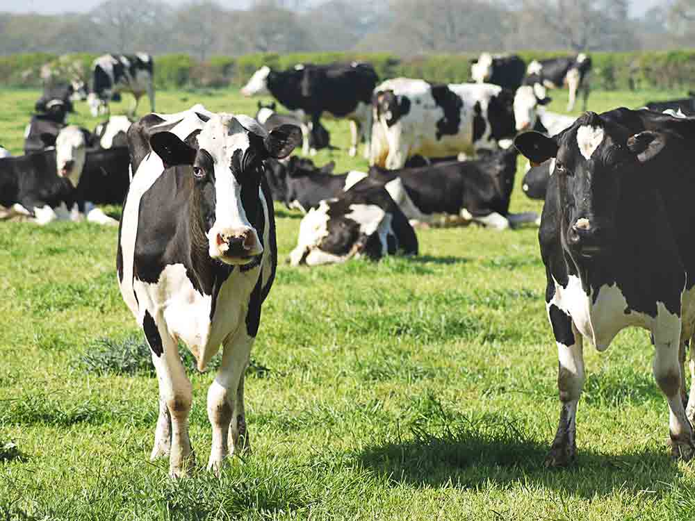 SOKO Tierschutz: Schwarzer Tag für den Tierschutz, Tierquäler von Bad Iburg kommen mit milden Strafen davon, keine Gerechtigkeit für geschundene Milchkühe