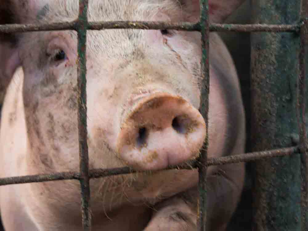 Netto Marken Discount setzt bei Eigenmarken Schweinefleisch auf deutsche Herkunft