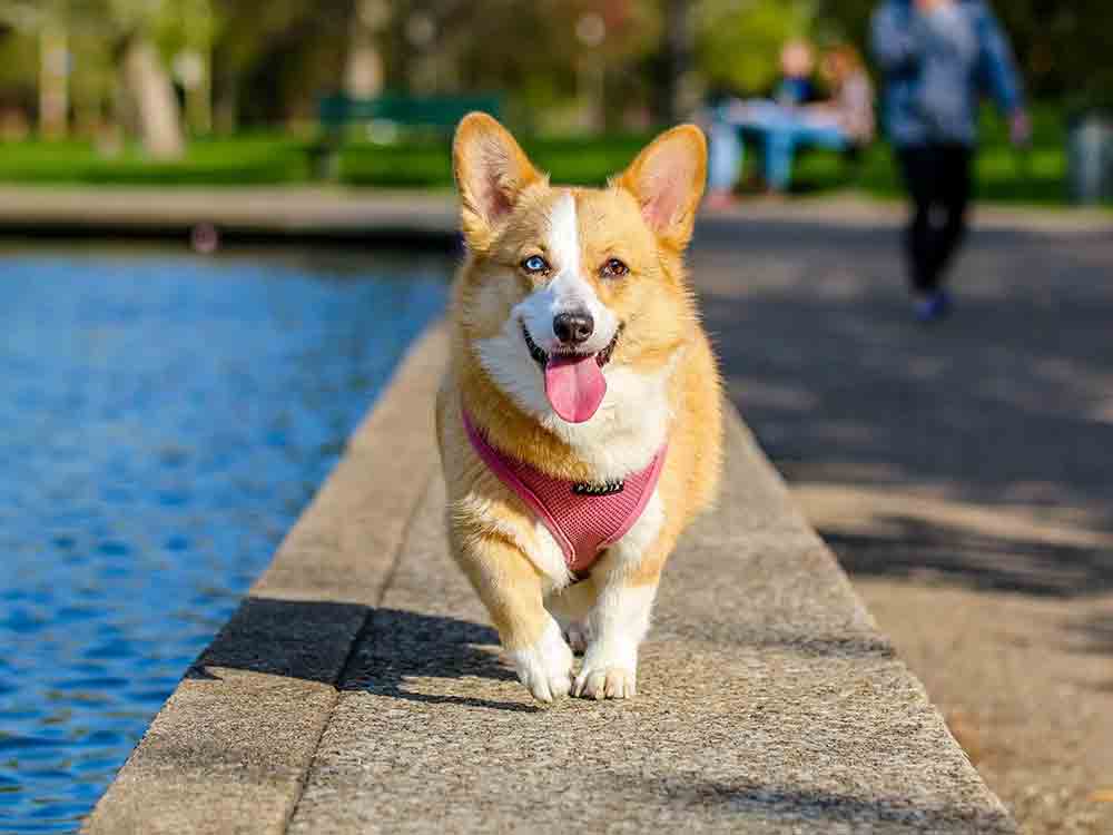 Verl, am 18. September 2022 Badespaß für Hunde im Verler Freibad