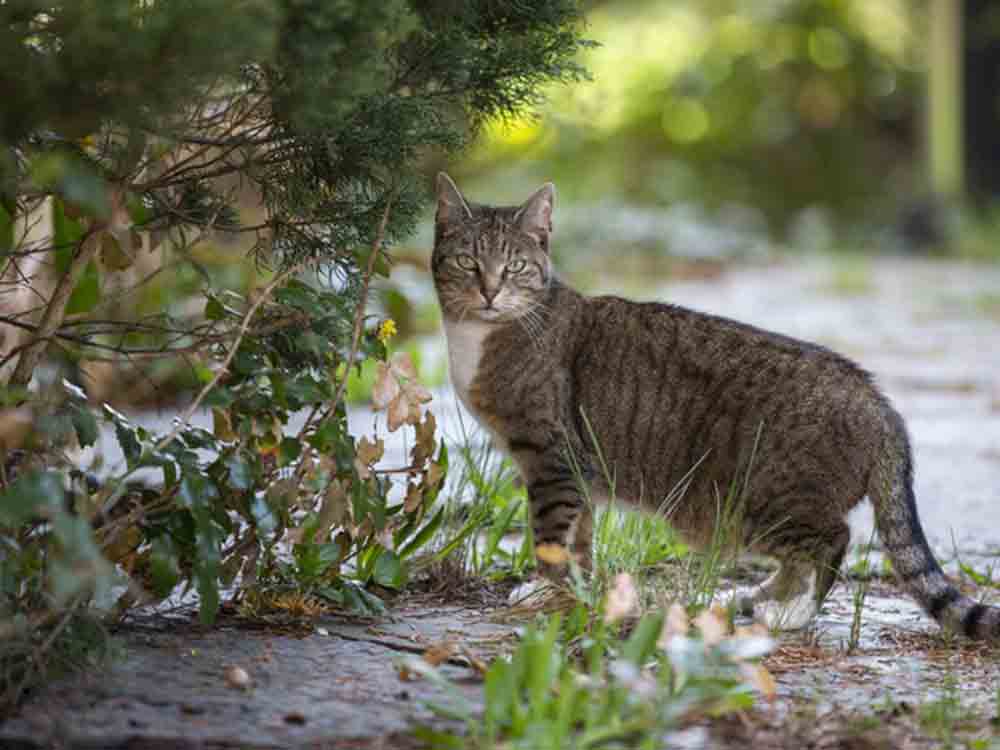 Bundesverband für Tiergesundheit, manche Lungenwürmer sind auf Katzen spezialisiert
