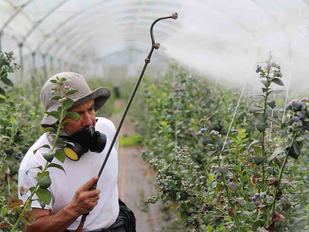 Pestizidexportverbot, Rechtsgutachten zeigt Weg für umfassende Regulierung