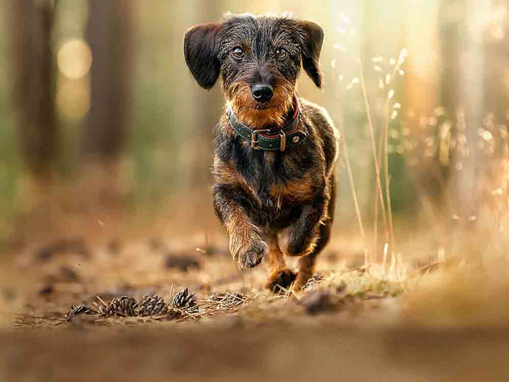 Dogs und Fun, spannende Erlebniswelt für Hundeliebhaber ersetzt die Messe Hund und Pferd, 14. bis 16. Oktober 2022