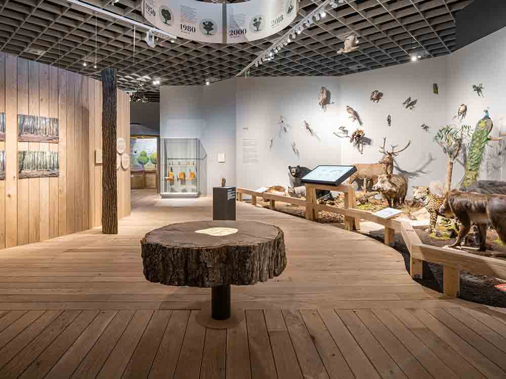 Sonderausstellung Alleskönner Wald bis 11. Juni 2023 verlängert, Waldspaziergänge im LWL Museum für Naturkunde sind beliebt