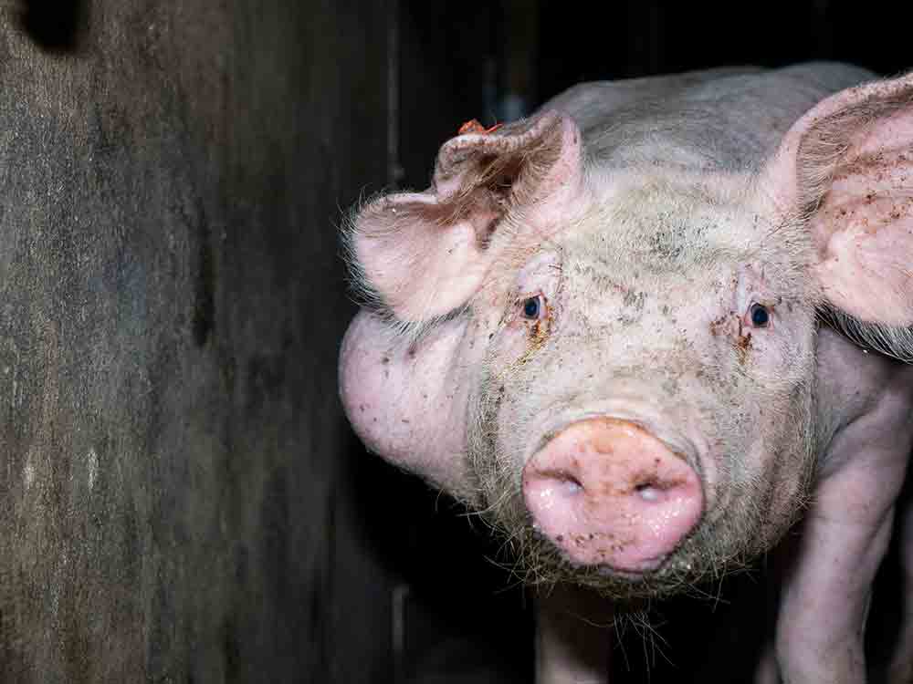 Deutsches Tierschutzbüro: »Tierquälerei bei 7 Westfleisch Zuliefererbetrieben aufgedeckt, Videomaterial zeigt massive Gesetzesverstöße und Straftaten«