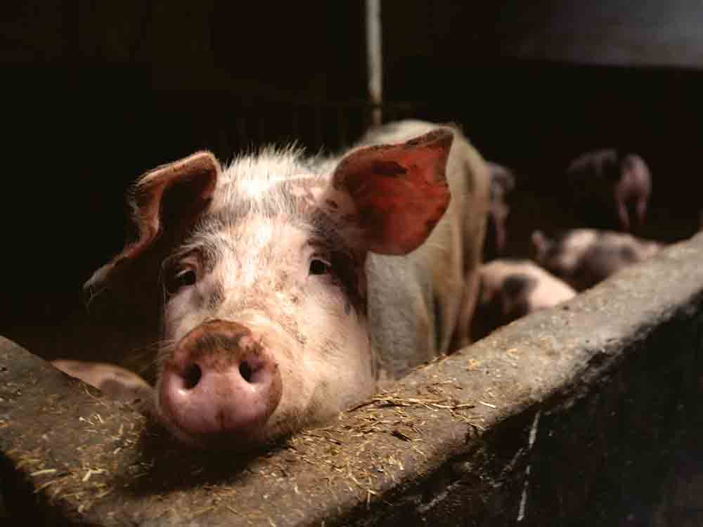 Deutscher Tierschutzbund, »extreme Tierqual im Schweinestall ist systemimmanent«