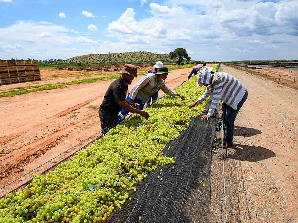 New drying techniques improve quality of South African raisins
