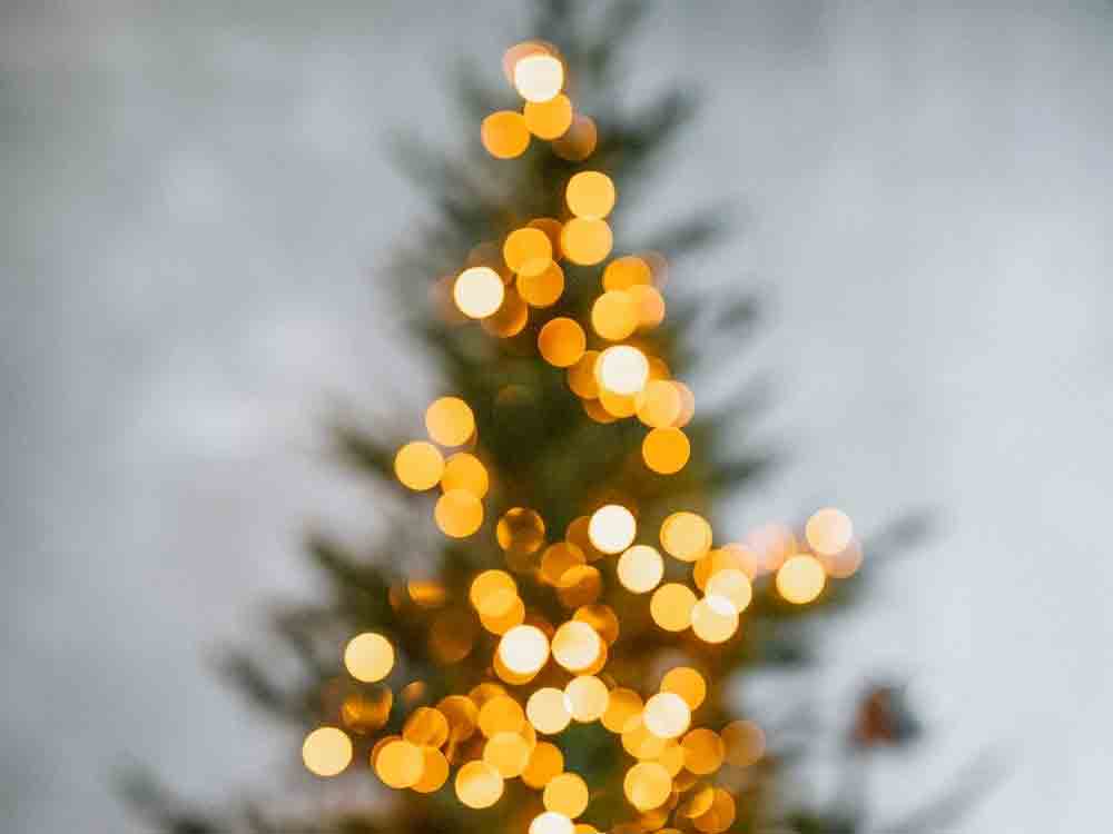 Weihnachtsbäume für Bad Salzuflen und Schötmar gesucht, Weihnachten 2022