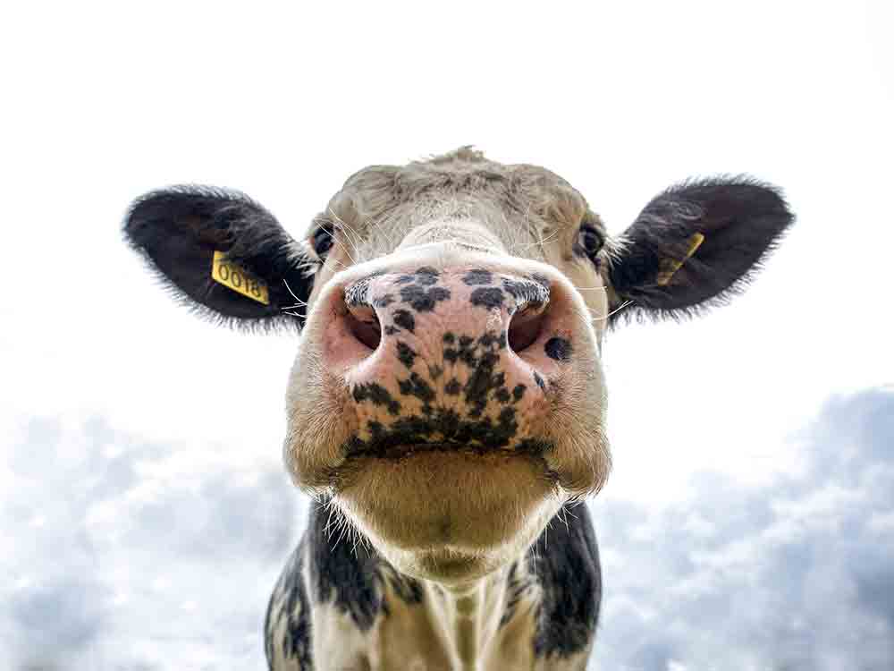 Ausweitung der EU Emissionsrichtlinie für Rinderhalter nicht akzeptabel, DBV Vizepräsident Schmal besorgt über Vorschläge der EU Kommission