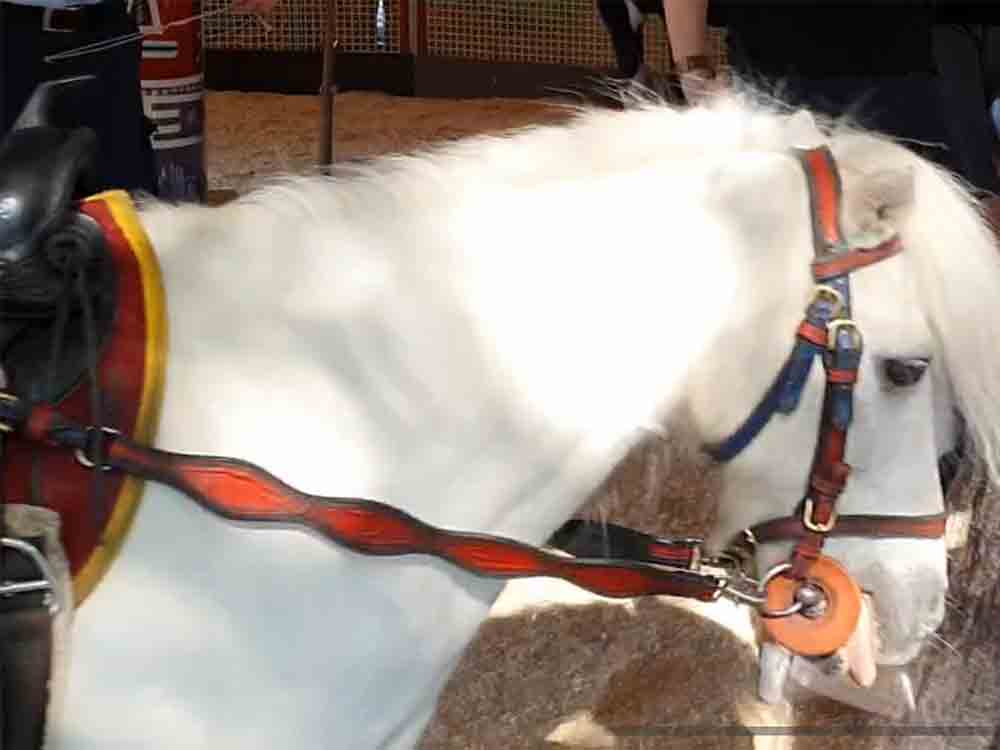 Schloß Holte Stukenbrock, Pollhans erstmalig ponykarussellfrei, 6 Demonstrationen abgesagt, Achtung für Tiere
