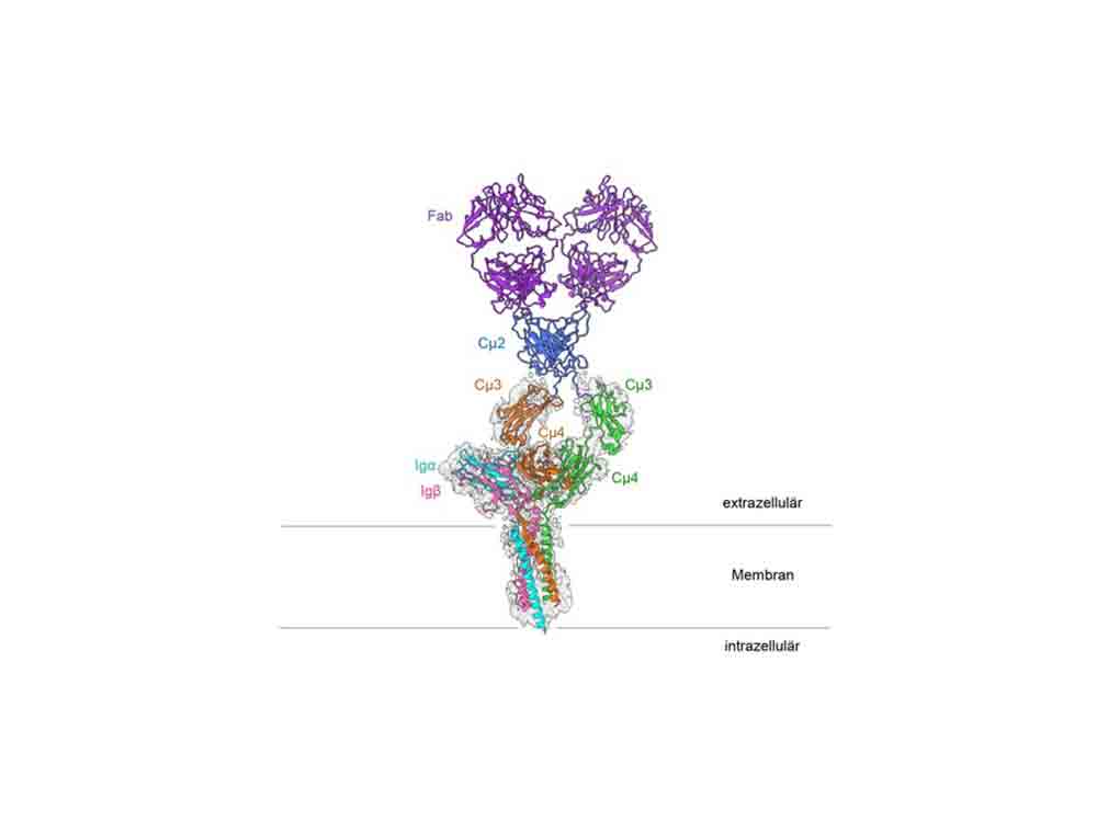 Albert Ludwigs Universität Freiburg, genaue Molekülstruktur eines der wichtigsten Rezeptoren im Immunsystem entschlüsselt