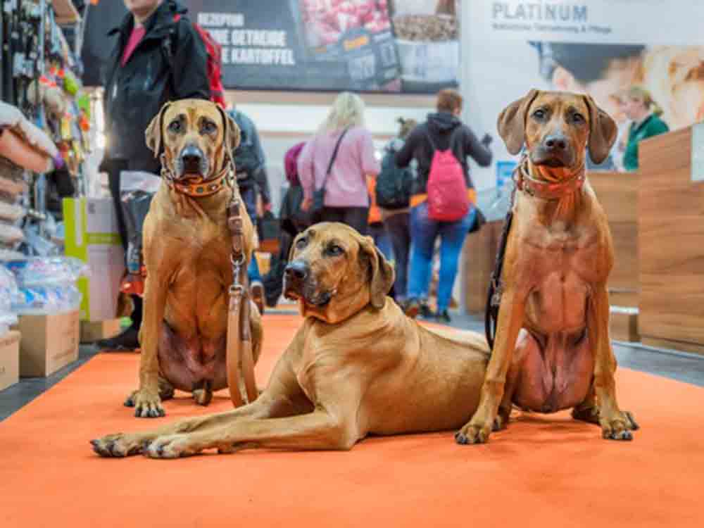 Münster, Deutschlands beliebteste Hundemesse, glanzvolles Highlight Doglive Gala, Krönung Multitalent 2023, 21. und 22. Januar 2023