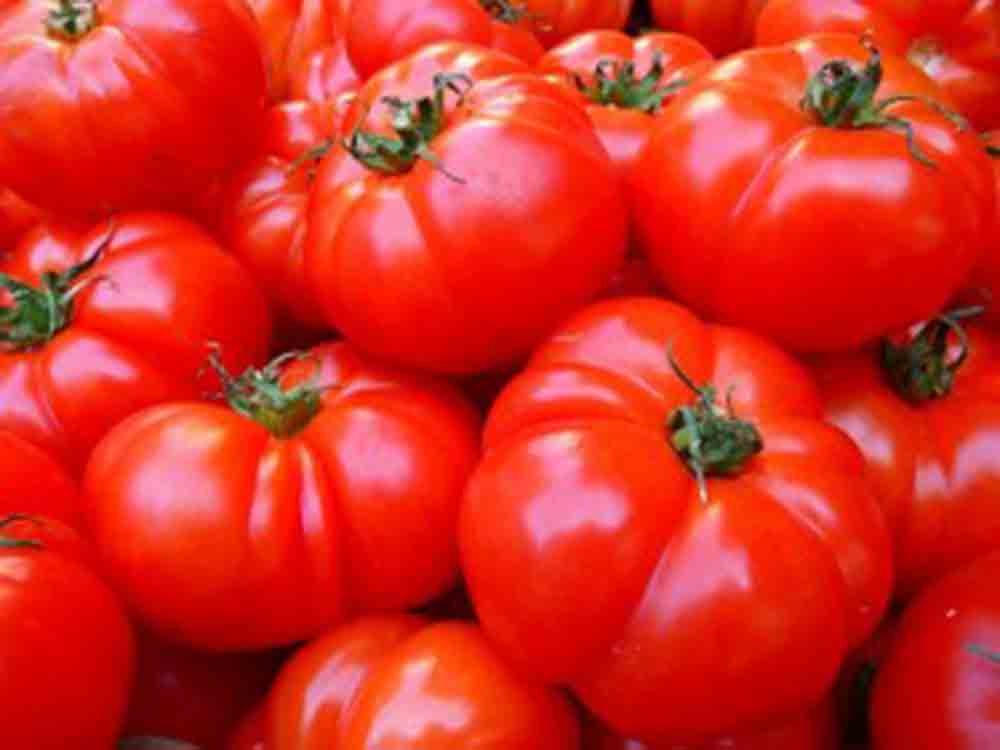 Tomaten werden zum effektiven Bakterienkiller