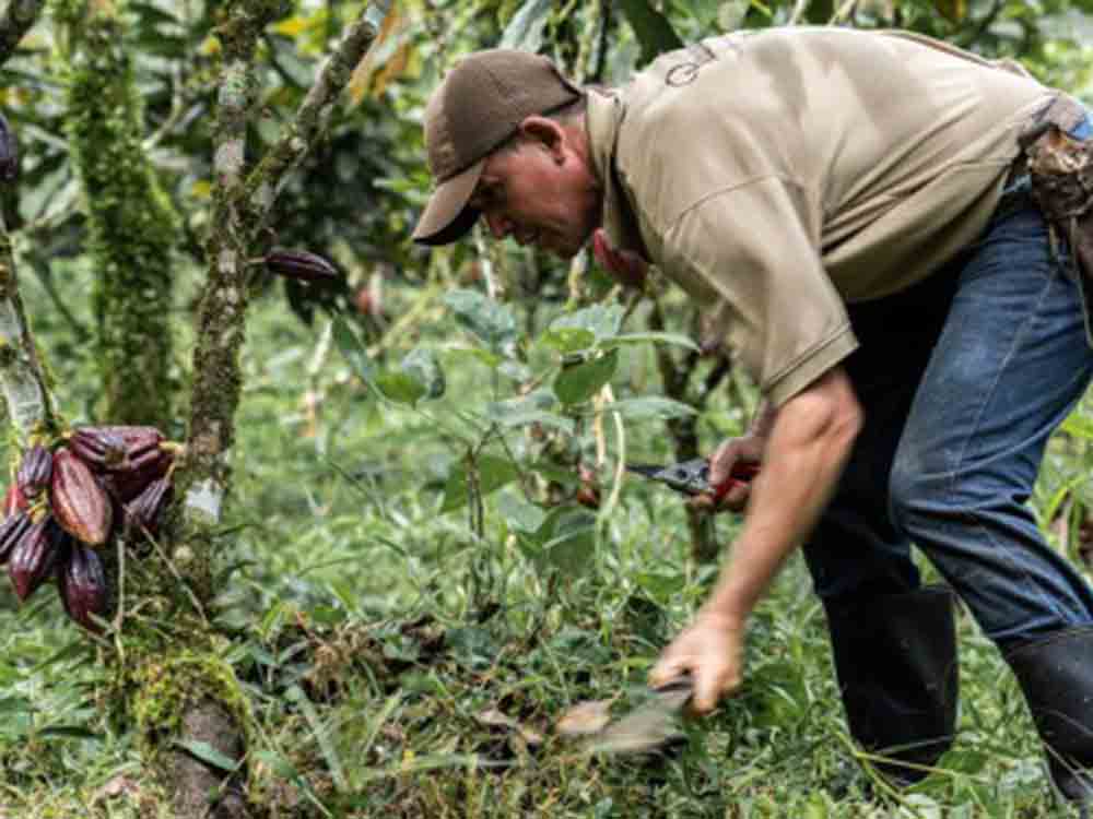 Edelkakao aus Agroforstsystemen schützt den Regenwald