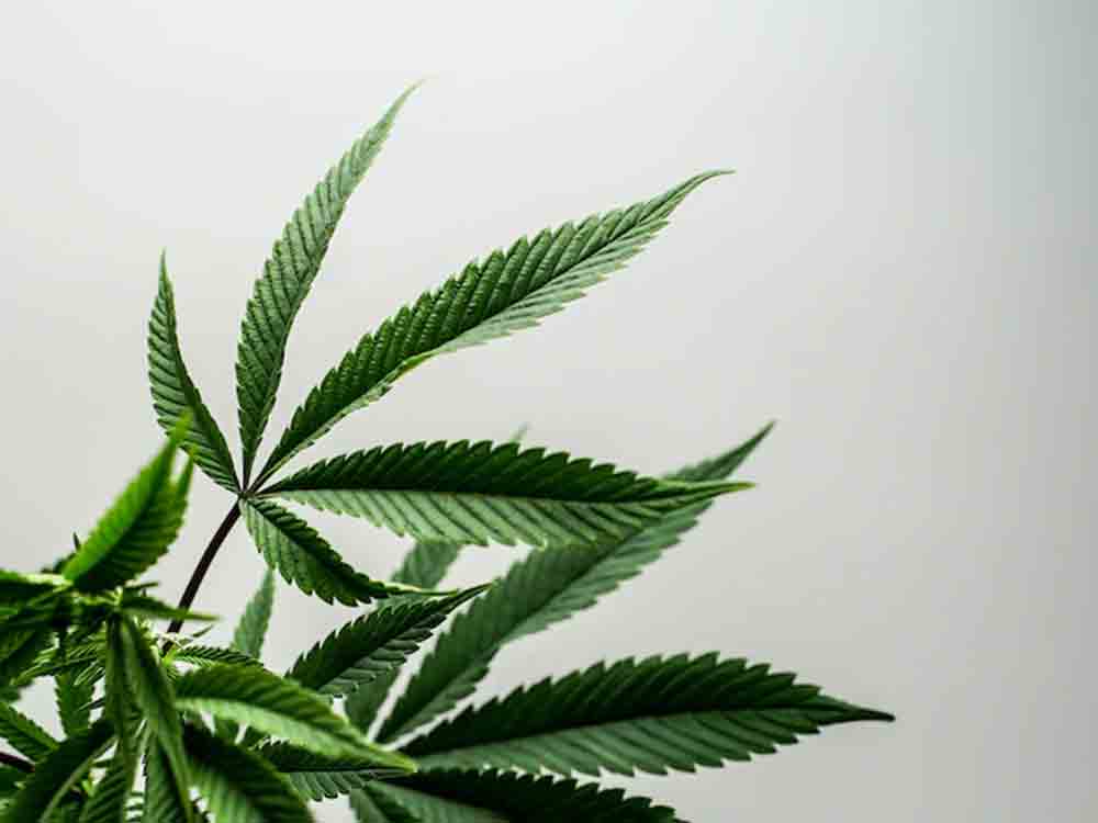 Cannabis auf Rezept? Sitzung 1. Senat am 10. November 2022