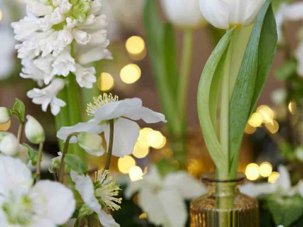 White Xmas, helle Blütenpracht für die dunkle Jahreszeit