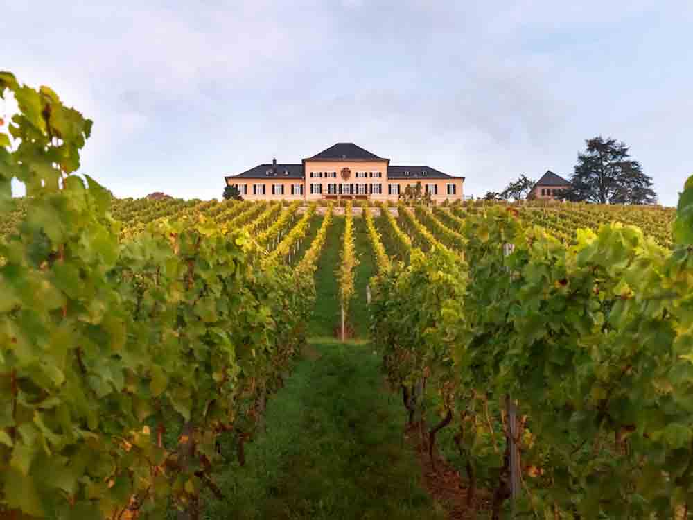 Falstaff Weinguide Deutschland 2023, die Crème de la Crème der deutschen Weinszene