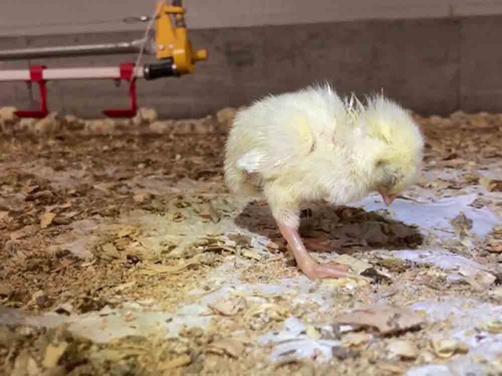 Tierquälerei bei Lidl hat System, Deutschland, Spanien und nun Italien, europaweit leiden Hühner für Lidl