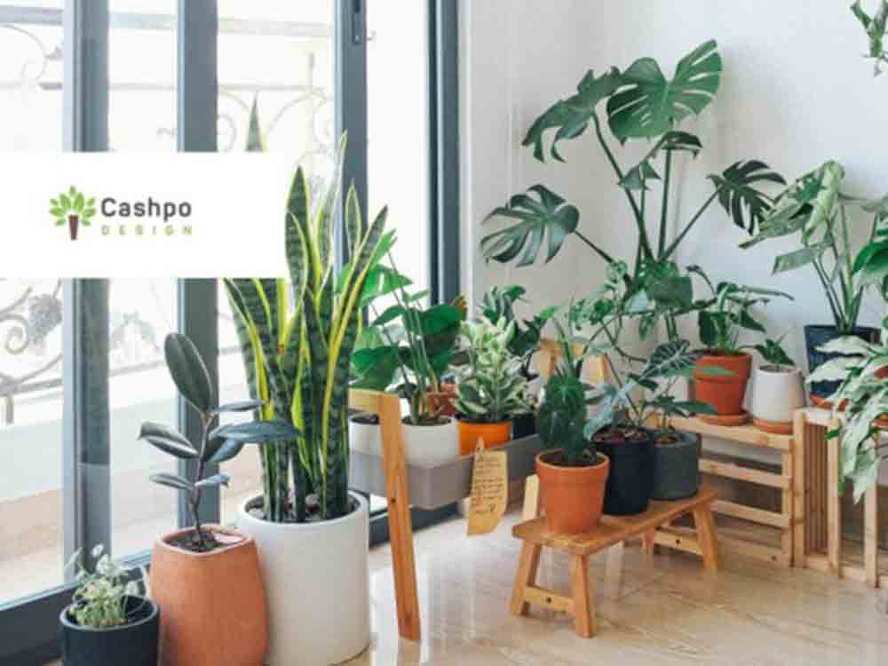Topfblumen von Cashpo Design, die ultimative Wohnraumdekoration
