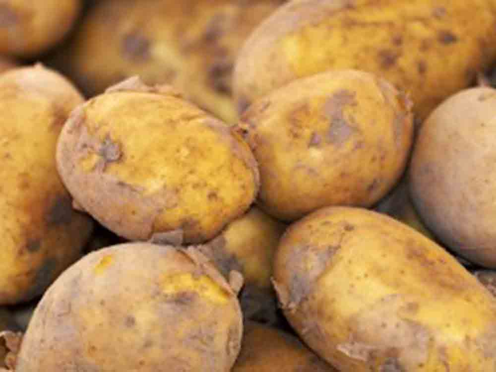Glykoalkaloide entpuppen sich als Krebskiller, Kartoffeln und Tomaten laut Adam Mickiewicz University als neuer Ansatz gegen Krankheiten