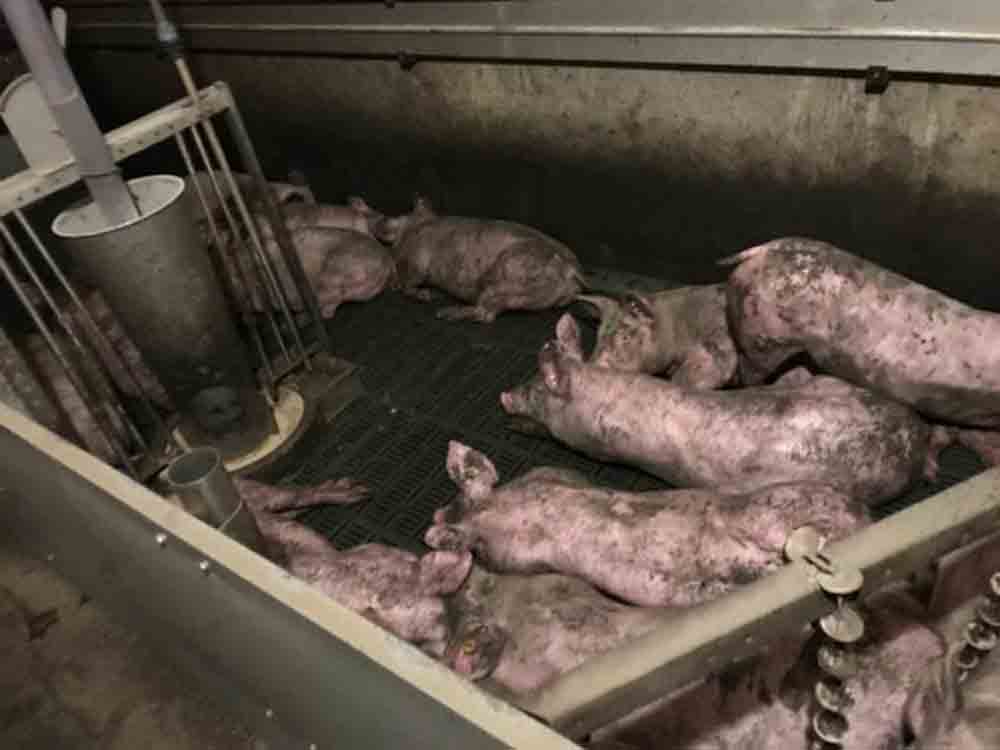 Tote und kotverdreckte Schweine in Nottuln, Peta erstattet Strafanzeige bei der Staatsanwaltschaft Münster und fordert Prüfung des Tierhalteverbots