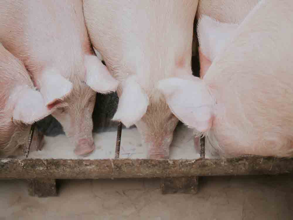 Schweinebestand seit 2020 um 18,2 Prozent gesunken, rund 3 500 weniger schweinehaltende Betriebe als vor 2 Jahren