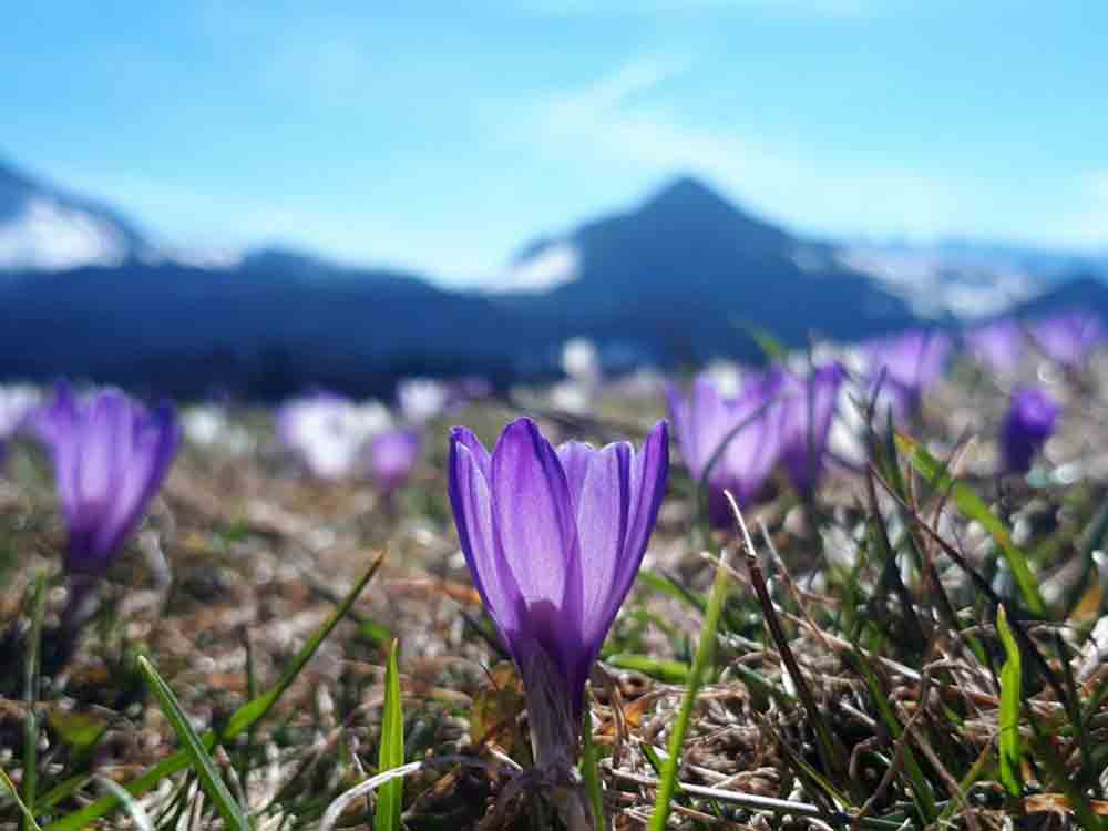 Blütenmeer und Blumenberg, aktiv sinnliches Frühlingserwachen im Chiemsee Alpenland