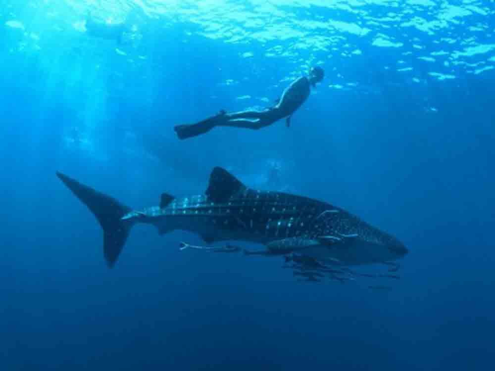 Die Reise zum Ich mit Walhaien und Meditation im Nova Maldives