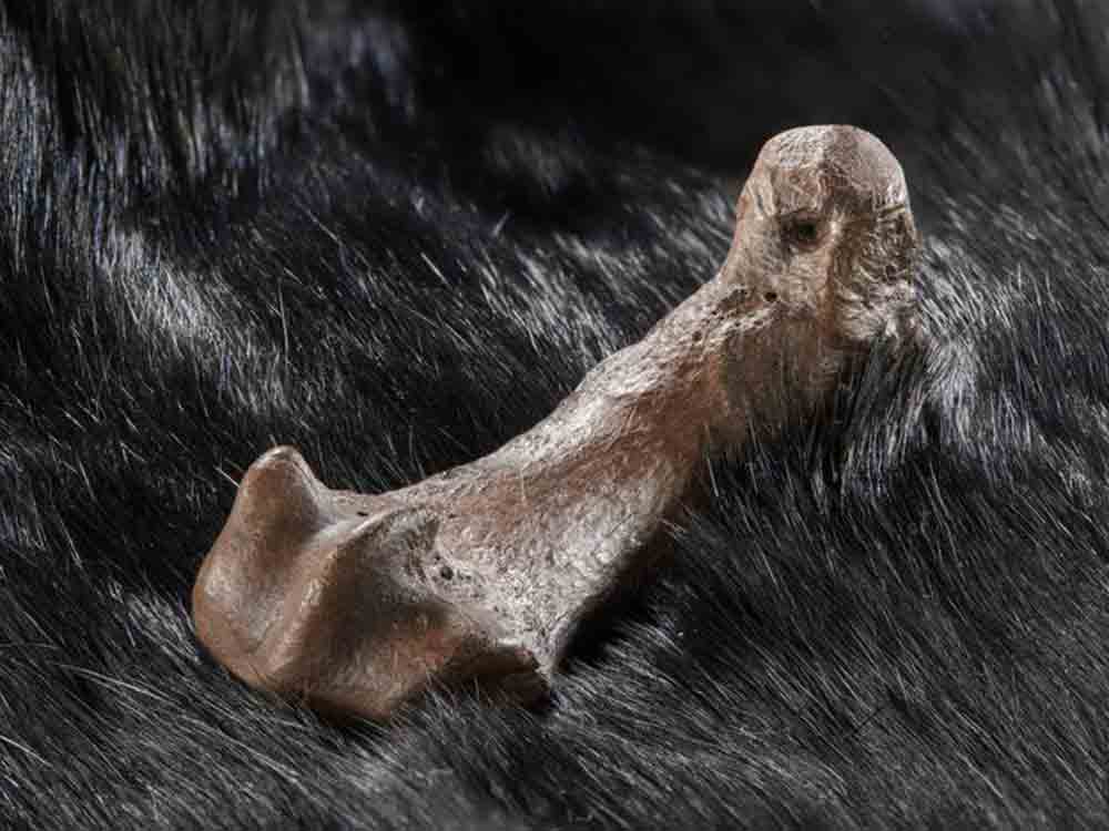 Menschen nutzen Bärenfelle seit mindestens 300.000 Jahren, Eberhard Karls Universität Tübingen