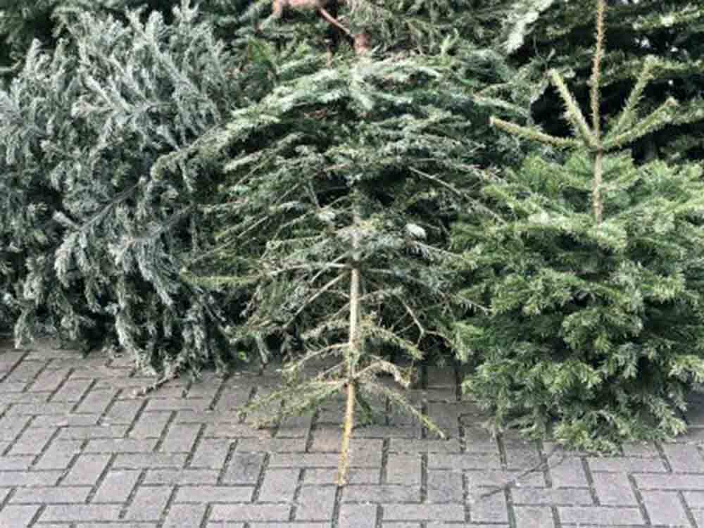 Gütersloh, wo kommt der ausgediente Weihnachtsbaum hin? Sammelaktionen in Gütersloh nach dem Fest 2022.