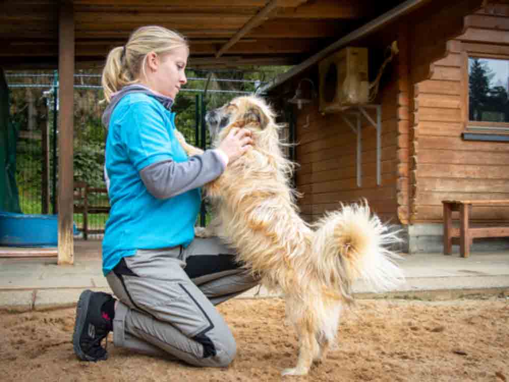 Rekordeinnahmen bei Hundesteuer: Deutscher Tierschutzbund fordert Unterstützung für Tierheime