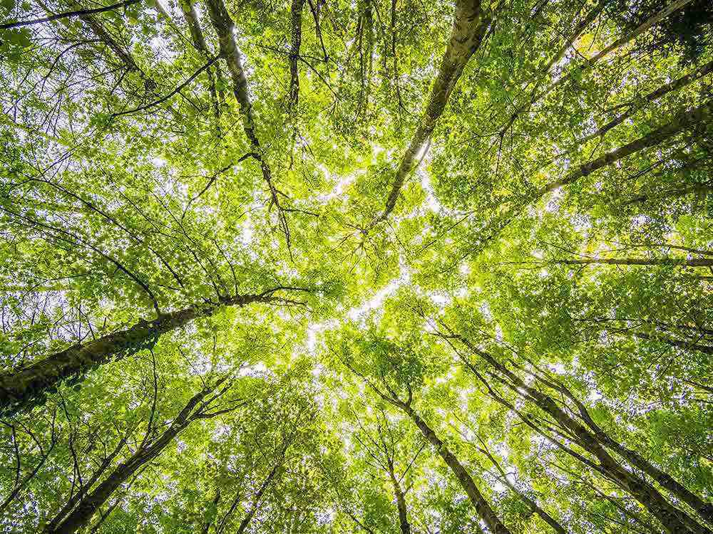 PWC Deutschland, Klimafabrik Deutscher Wald, mit Wiederaufforstungsprojekten wirksam in den Klimaschutz investieren