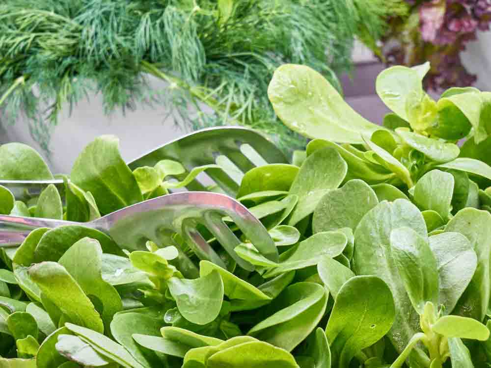 (K)ein Schülerprojekt: Stadtverwaltung Gütersloh plant Anbau von Salat, Salatfreunde Gütersloh
