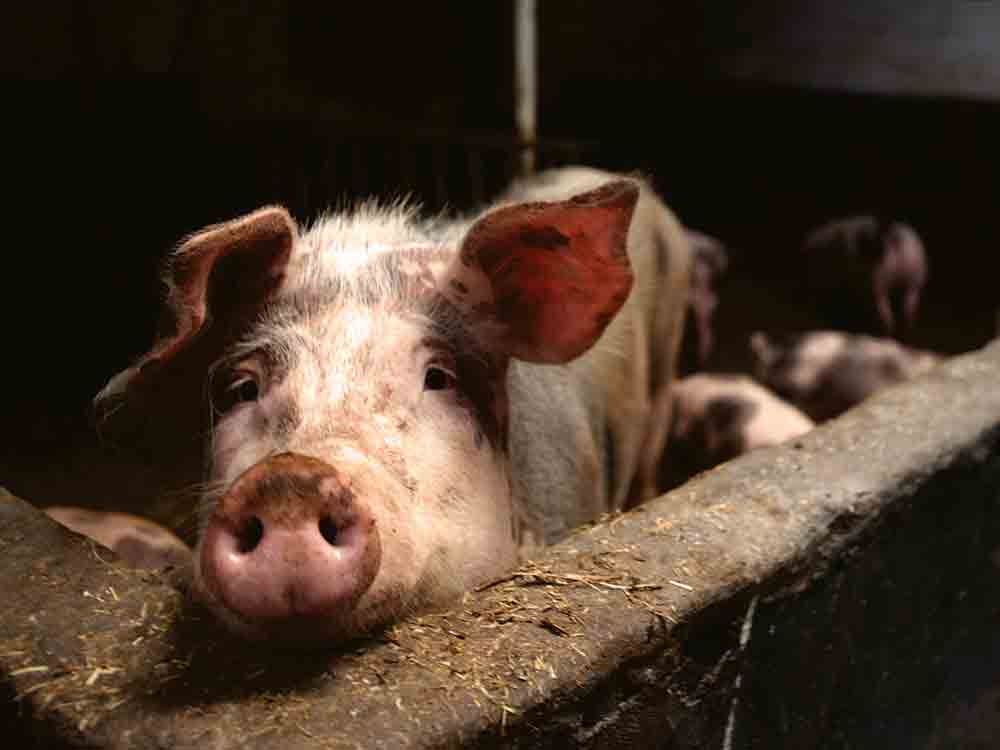 Haltungskennzeichnung für Fleisch auf der Zielgeraden: Deutsche Umwelthilfe fordert schnelle Durchsetzung und mehr Anstrengungen zum Umbau der Tierhaltung
