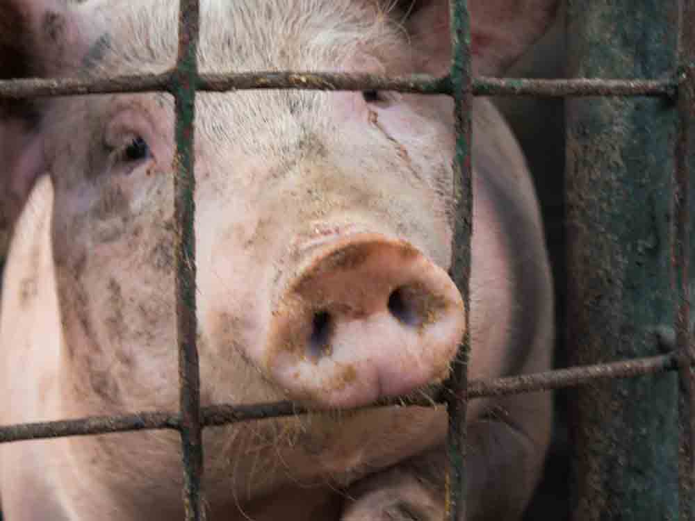 Foodwatch Statement zur Tierhaltungskennzeichnung: »Am Leid von Schweinen wird Özdemirs Logo wenig ändern«