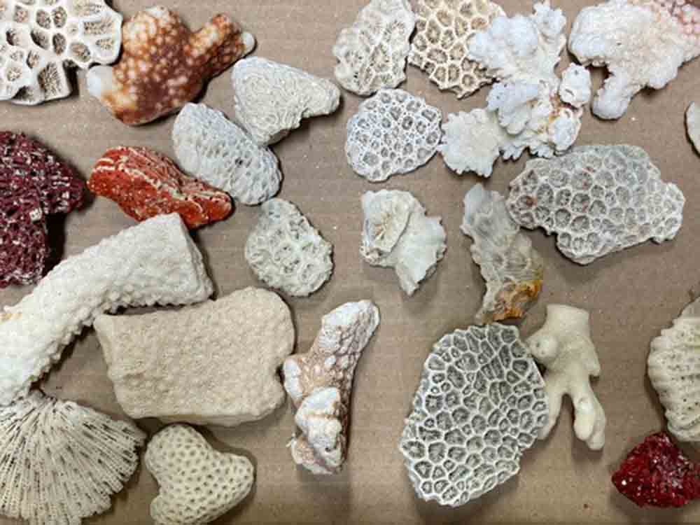 Hauptzollamt Potsdam, Strandmitbringsel mit Folgen, Zoll beschlagnahmt 29 Bruchstücke geschützter Korallen