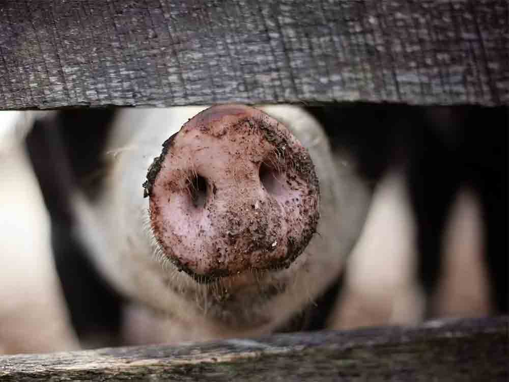 Afrikanische Schweinepest (ASP), neue Version des Leitfadens für wirksame Biosicherheitsmaßnahmen in der Schweinehaltung
