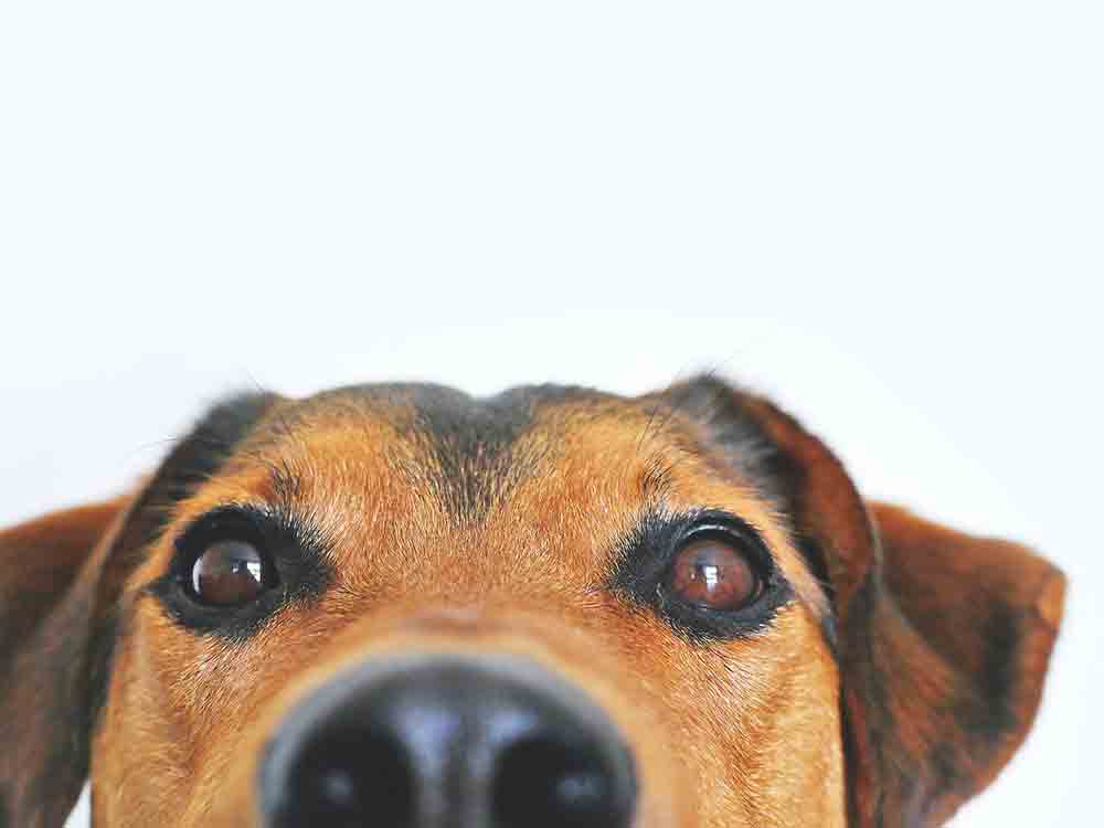 Corona Schnüffler: Mit Hunden gegen die nächste Welle, Hunde können Corona erschnüffeln, noch bevor PCR Tests anschlagen, möglicher Einsatzort: Seniorenheime